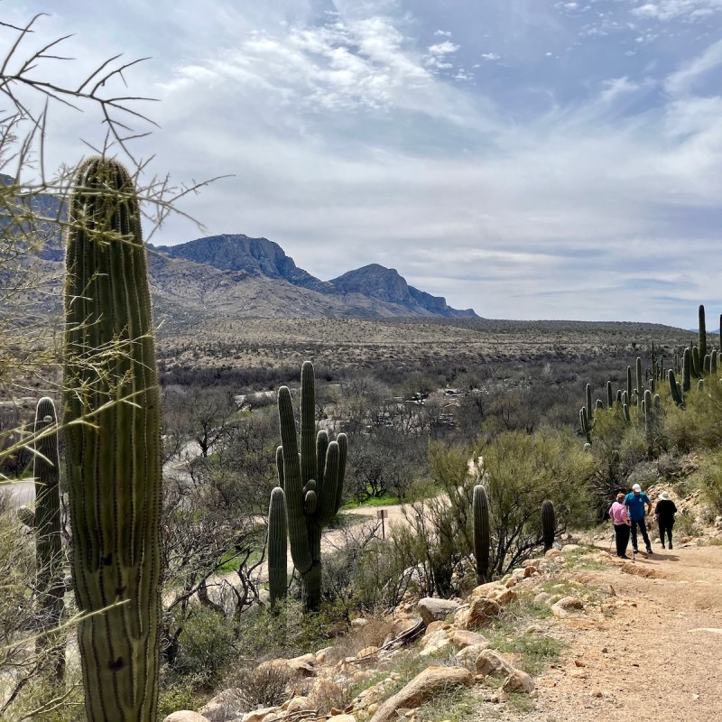 Catalina State Park in Tucson, Arizona
