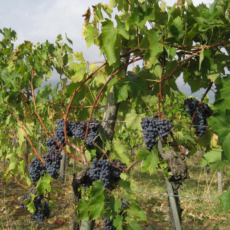 Chianti grape vineyards in Italy