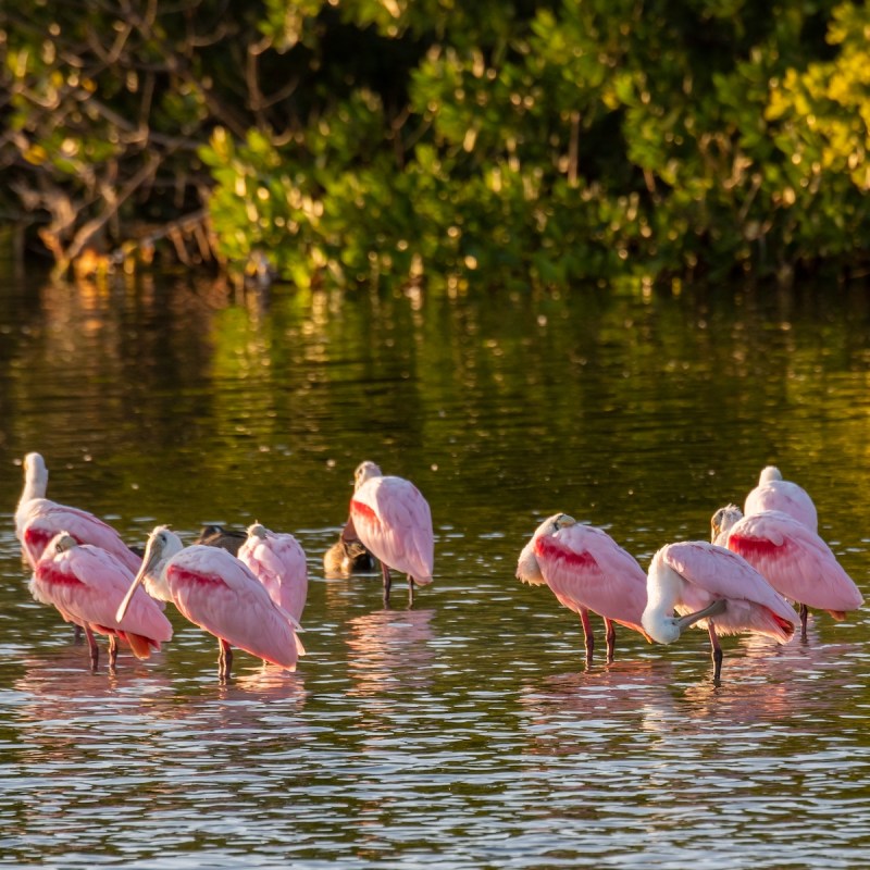 J.N. “Ding” Darling National Wildlife Refuge