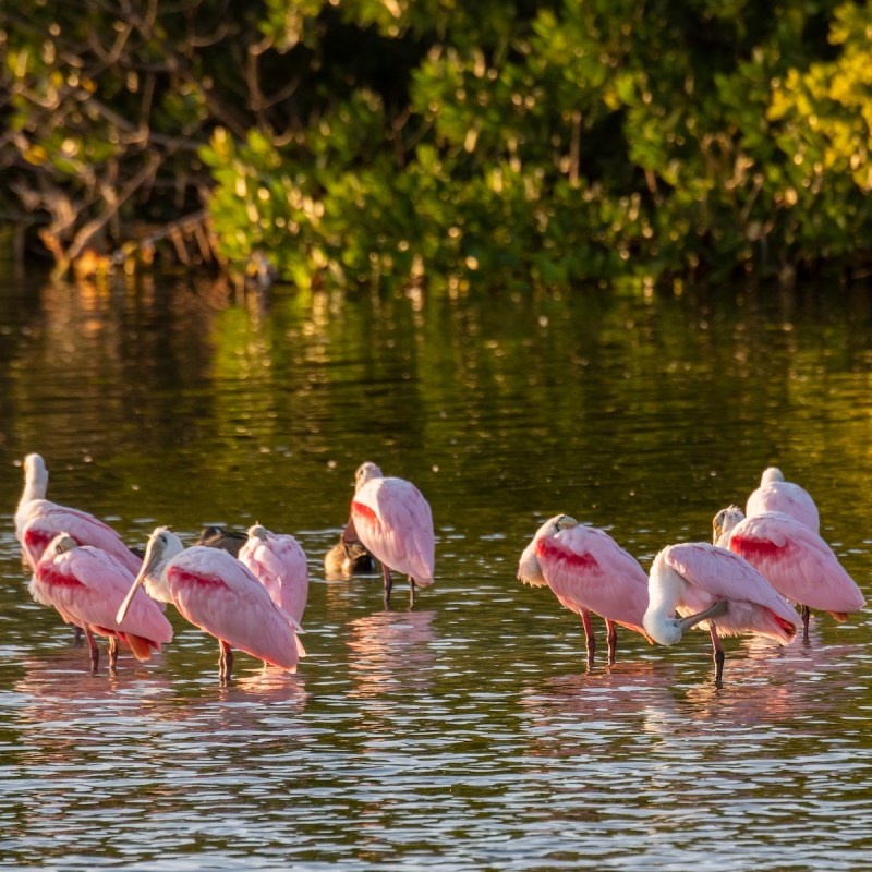 J.N. “Ding” Darling National Wildlife Refuge