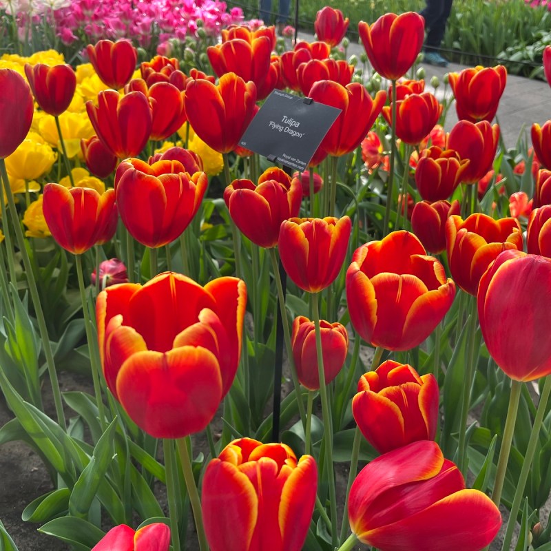 Keukenhof "Flying Dragon" tulips