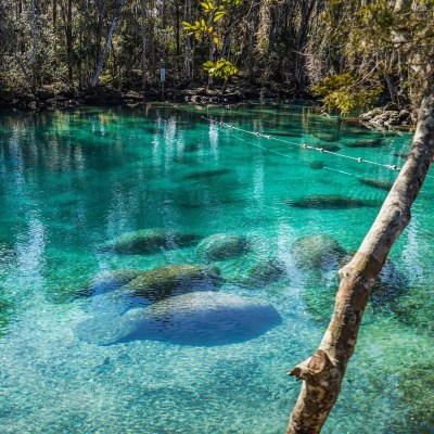 Three Sister Springs manatees in Florida