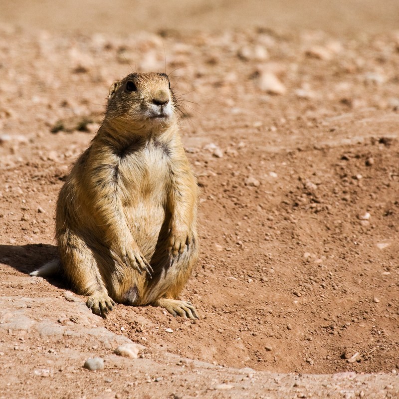 Utah prairie dog in Bryce Canyon National Park, Utah