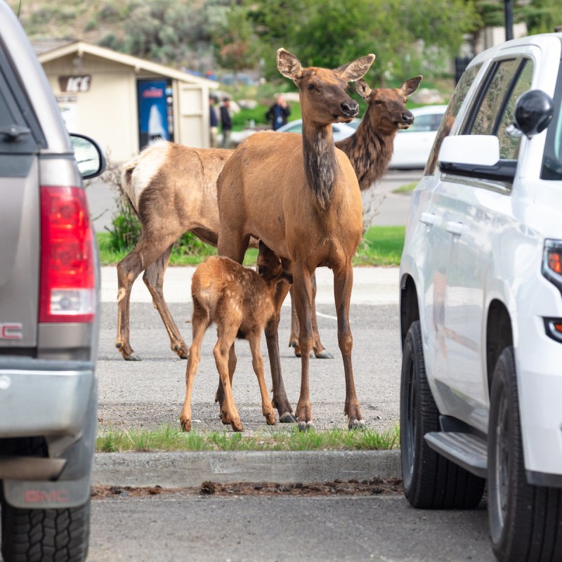 Elk calving season in Yellowstone