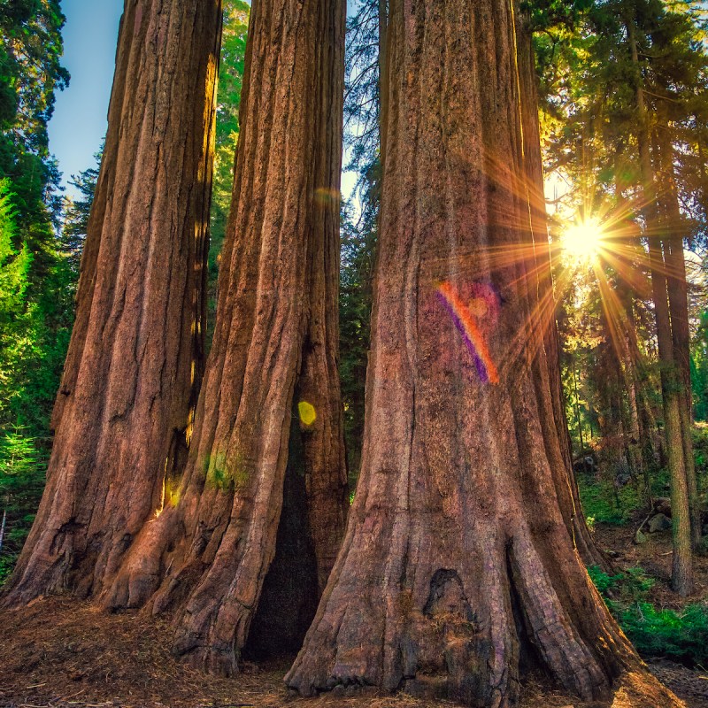 General Grant Grove at Kings Canyon National Park