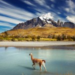 Guanaco crossing the river in Torres del Paine National Park, Patagonia, Chile