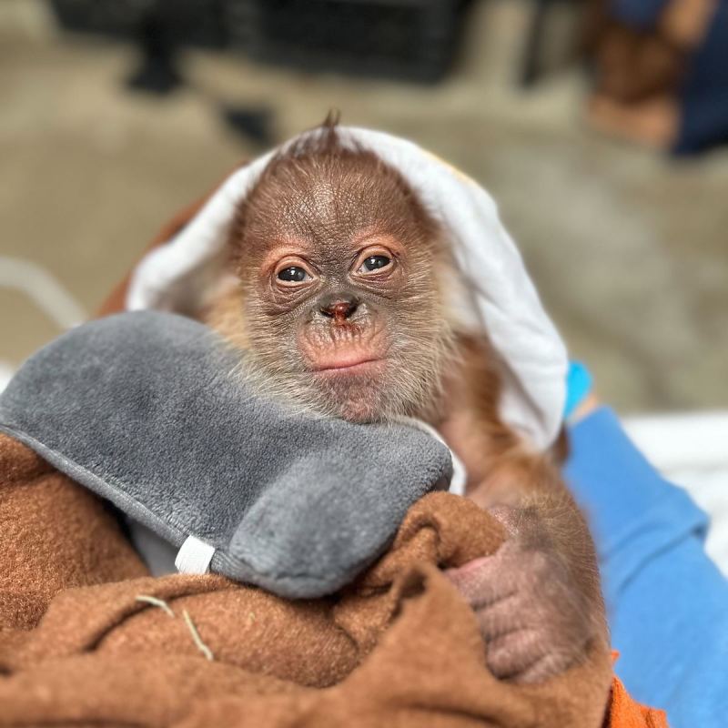 The Sacramento Zoo's newest orangutan