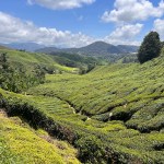 Boh Tea Plantation in the Cameron Highlands of Malaysia