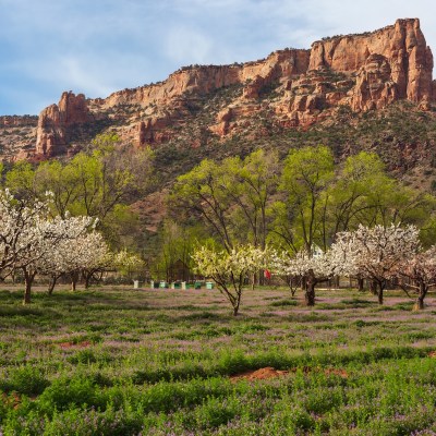 Old Orchard at the base of the Colorado National Monument