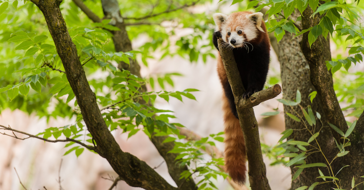 13 Top Picks for the Best Zoo in the US | TravelAwaits