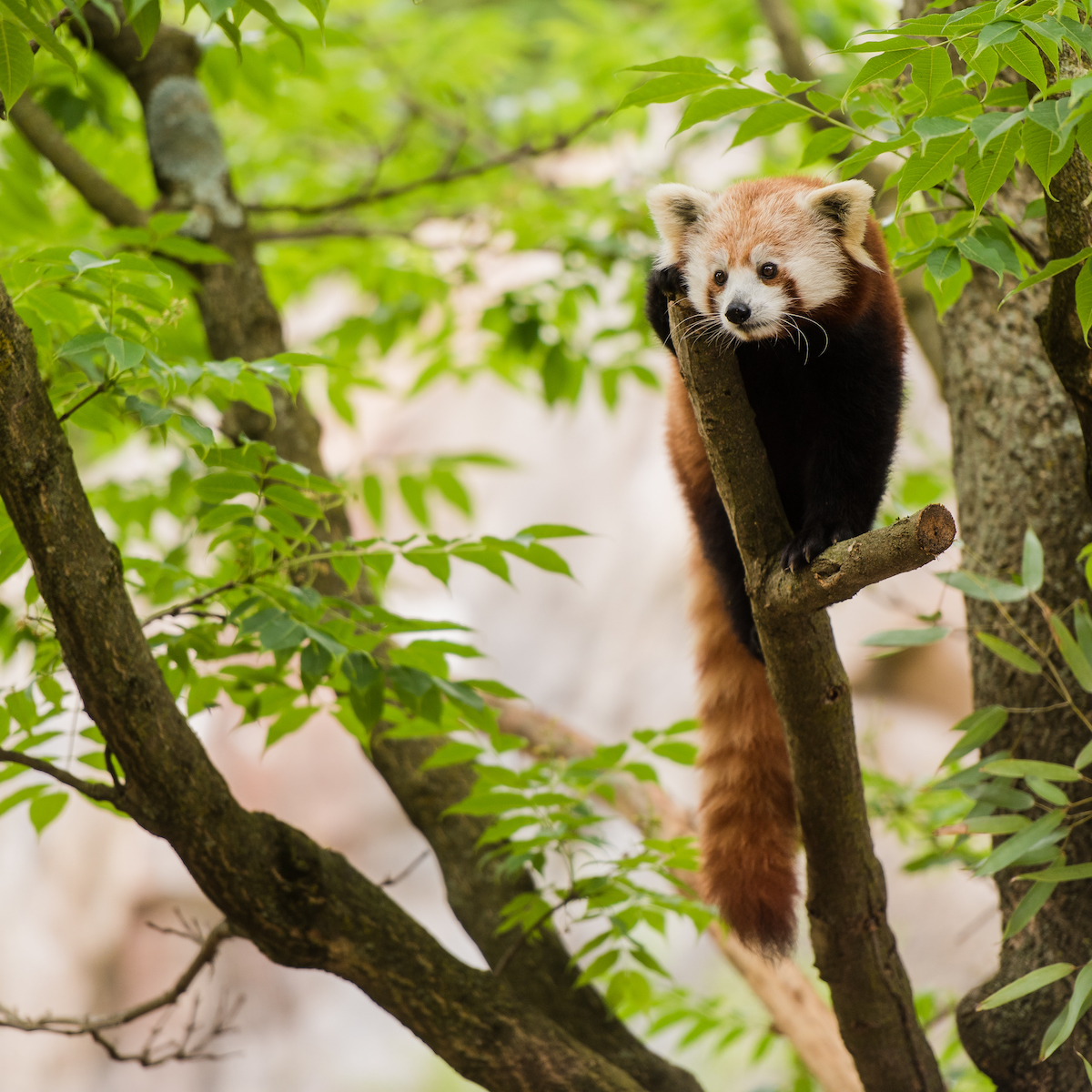 Red panda at the Smithsonian National Zoological Park