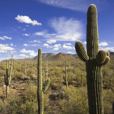Saguaro cactus landscape at Saguaro National Park, Arizona