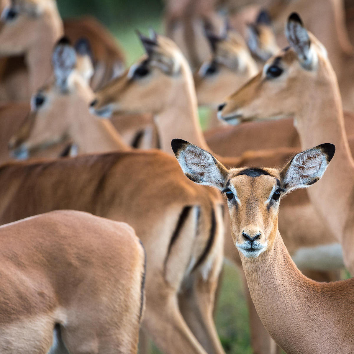 Impala near King's Pool Camp in Botswana