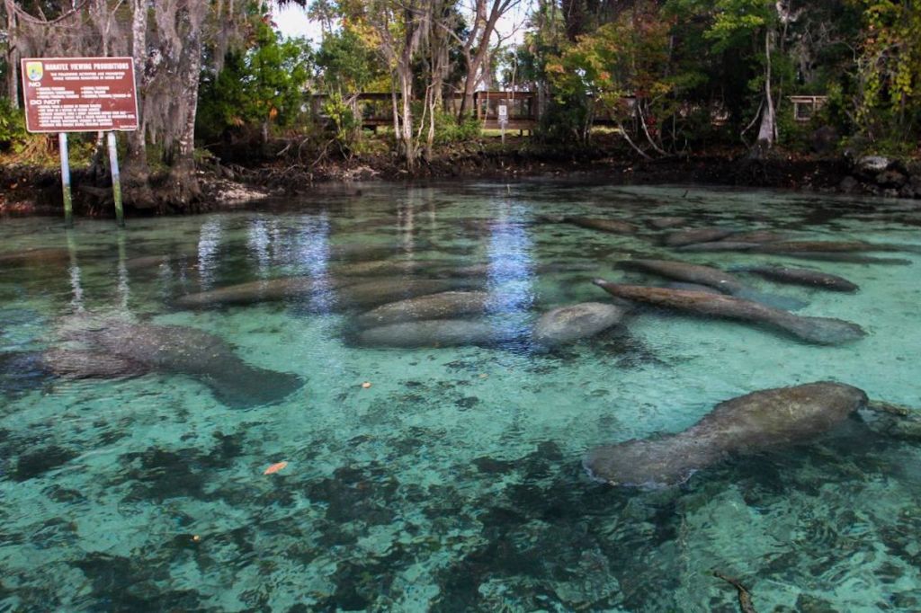 Three Sisters Springs in Crystal River