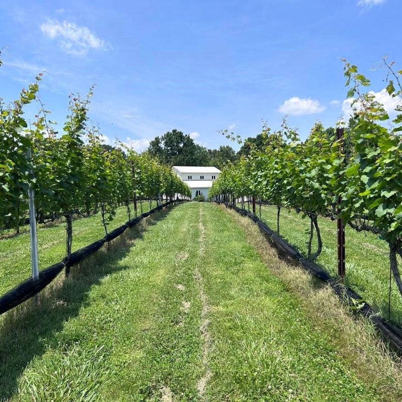 Davesté Vineyards