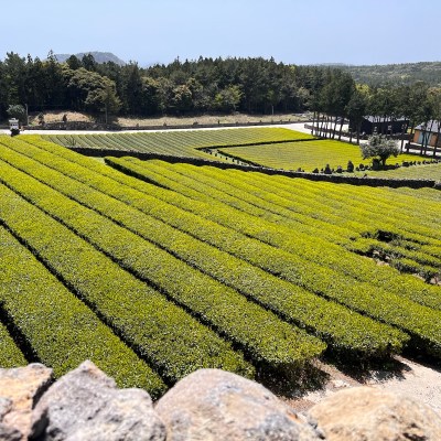 Tea plantation on Jeju Island