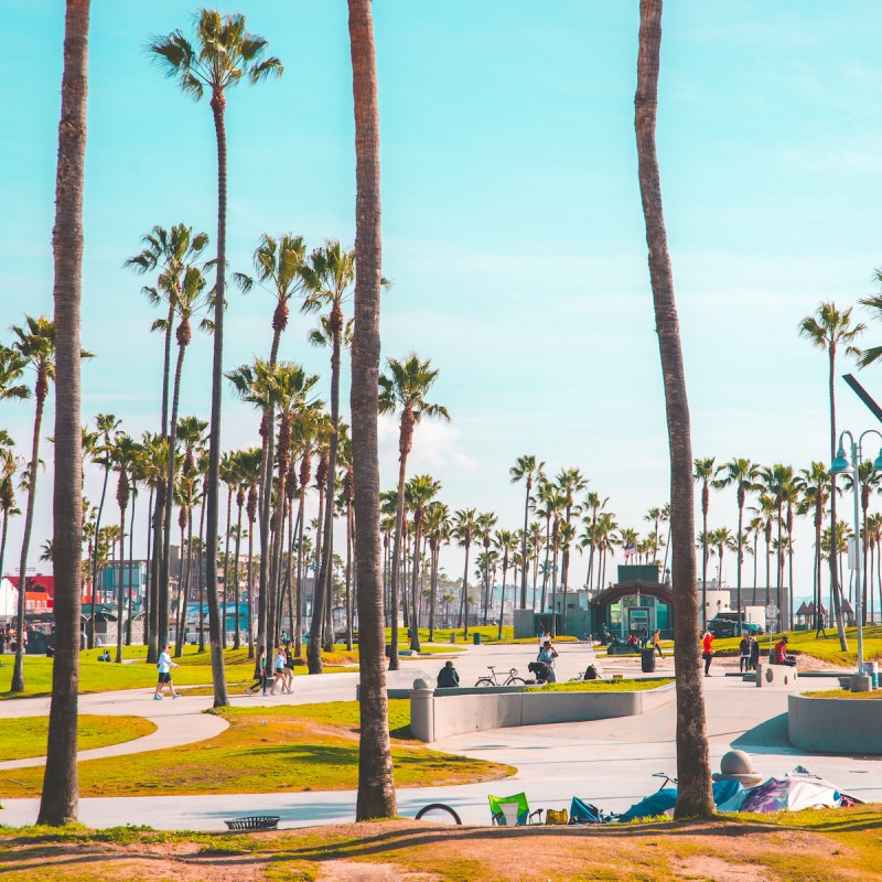 Venice Beach palm trees