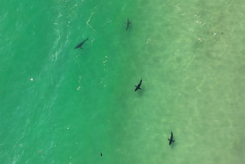 Warmer, shallow water for juvenile great white sharks