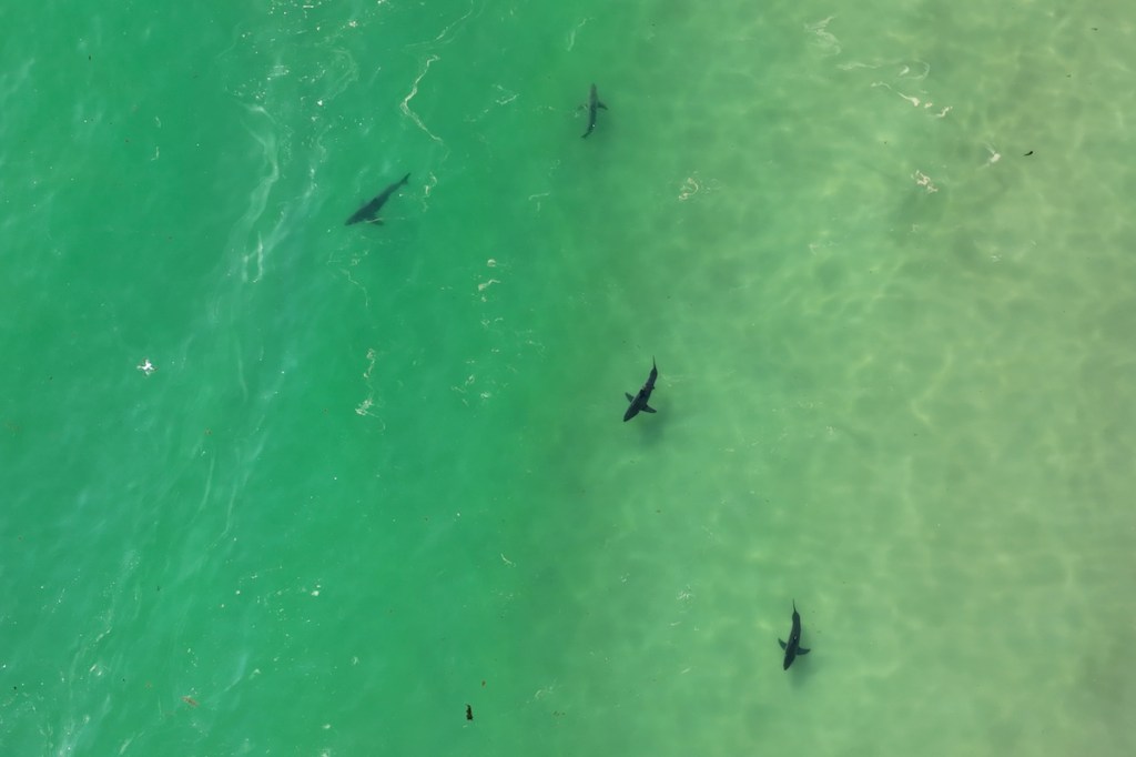 Warmer, shallow water for juvenile great white sharks