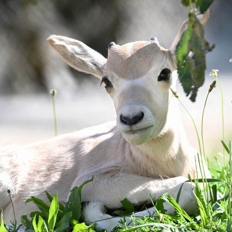 A male addax calf (African antelope) was born at Brookfield Zoo on August 8, 2023.