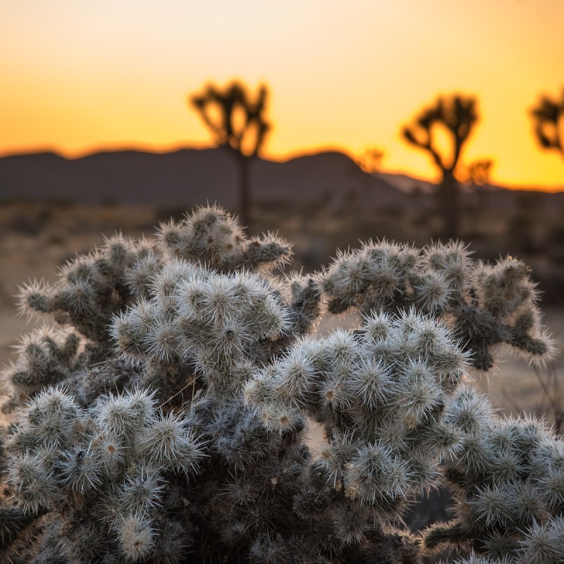 Cholla cactus at Joshua Tree National Park