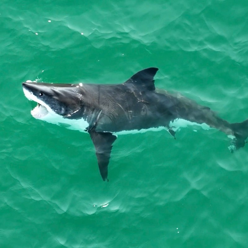 A great white swimming and transiting the coast line near Malibu