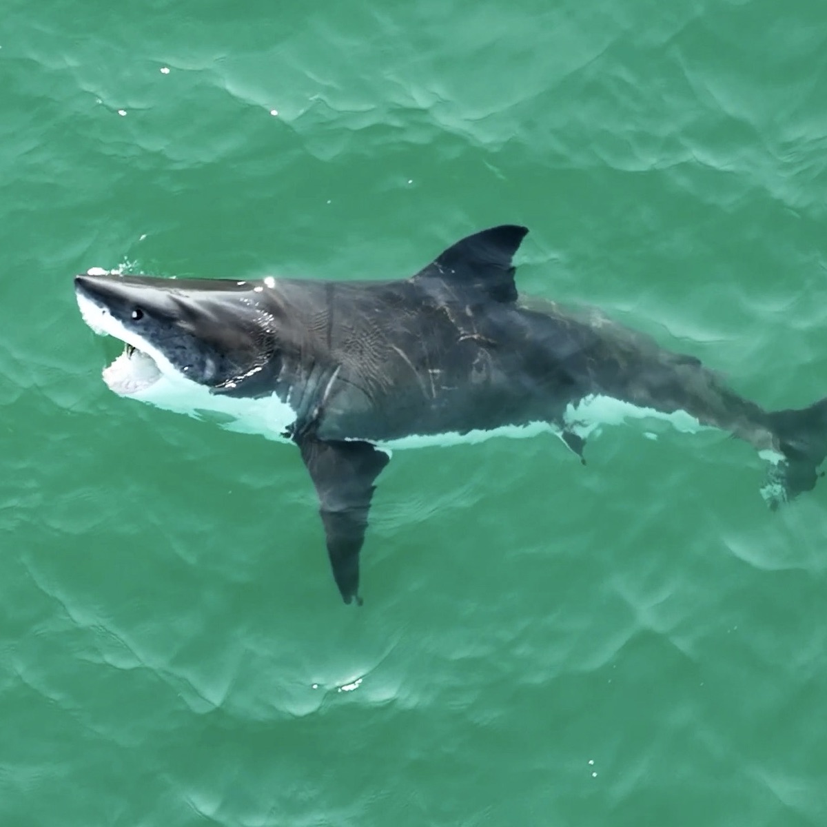 Great White Sharks Located Near Swimmers Along California Coast