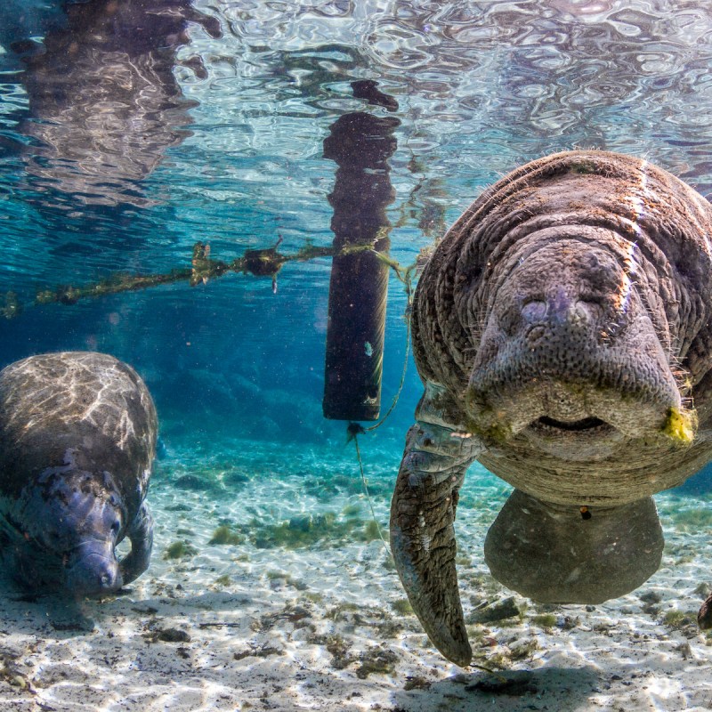 Manatees in the Florida waters
