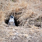 Penguin Parade on Australia's Phillip Island