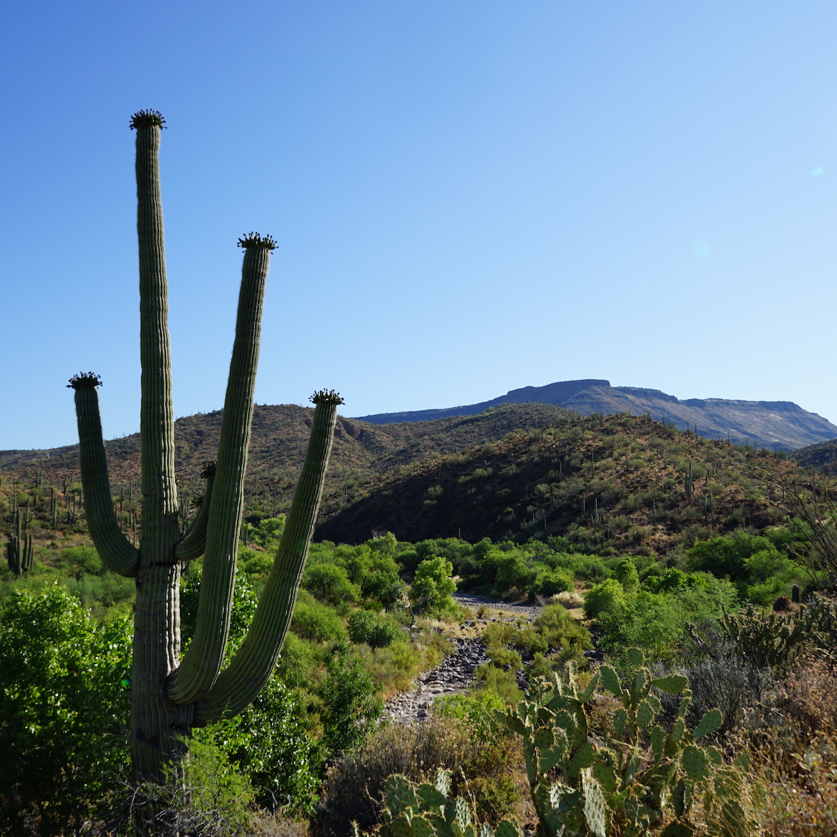9 Best Experiences In Cave Creek, Arizona TravelAwaits