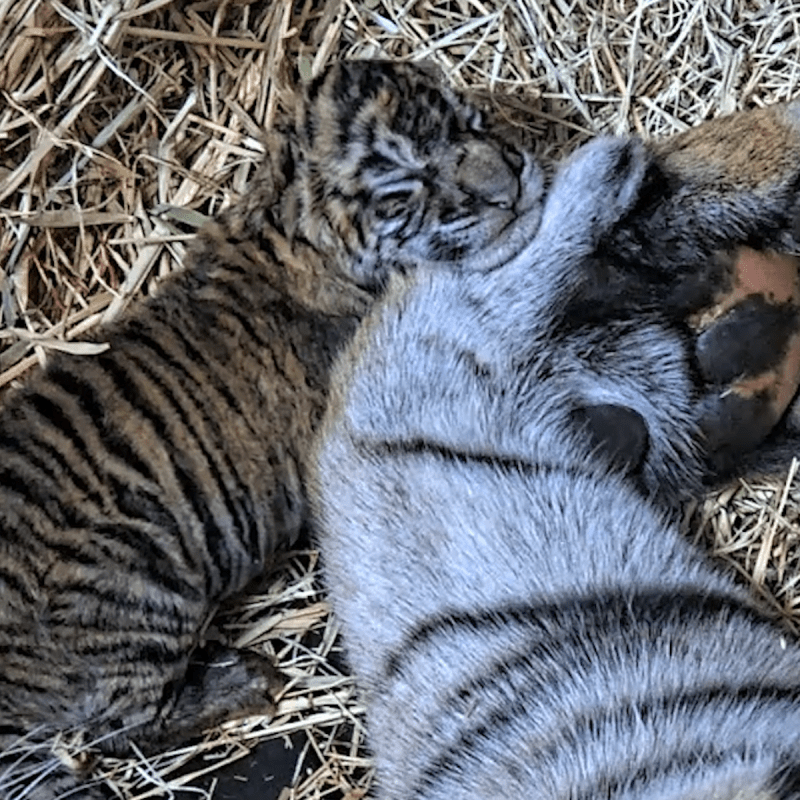 One of the two Sumatran tiger cubs at the San Diego Zoo
