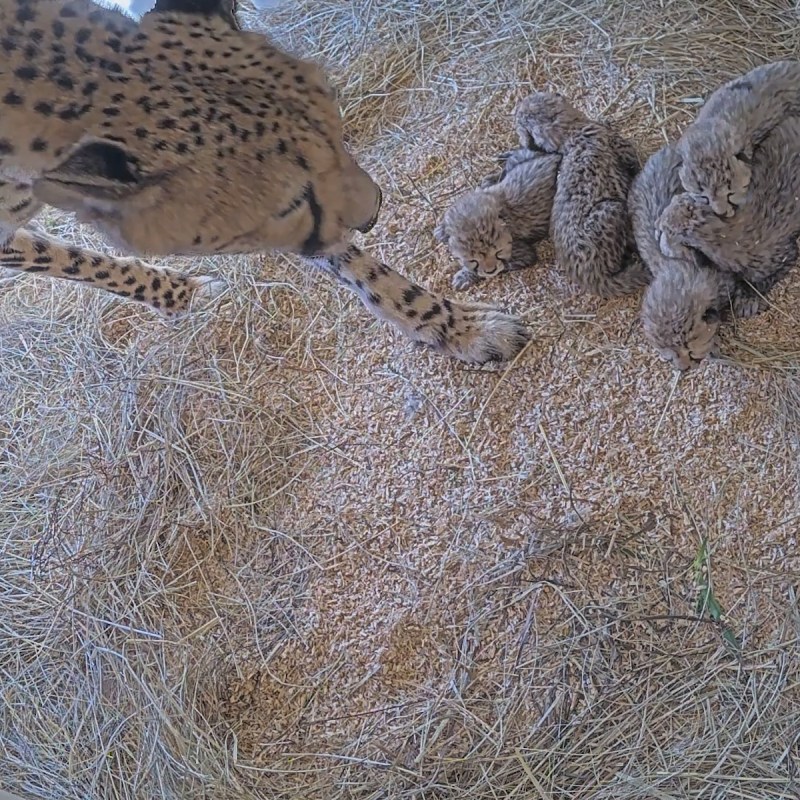 Animal care staff at the Smithsonian’s National Zoo & Conservation Biology Institute in Front Royal, Virginia, welcomed a litter of five cheetah cubs to second-time mother Echo on September 12.