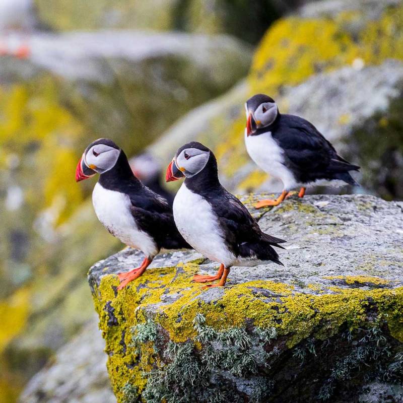 Puffins in the Hebrides Islands in Scotland