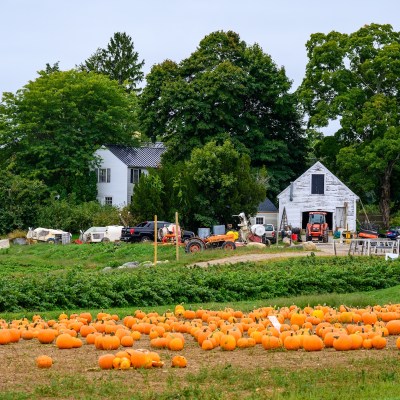 Pumpkin farm near Boston in the fall