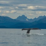 Whale watching in Juneau, Alaska