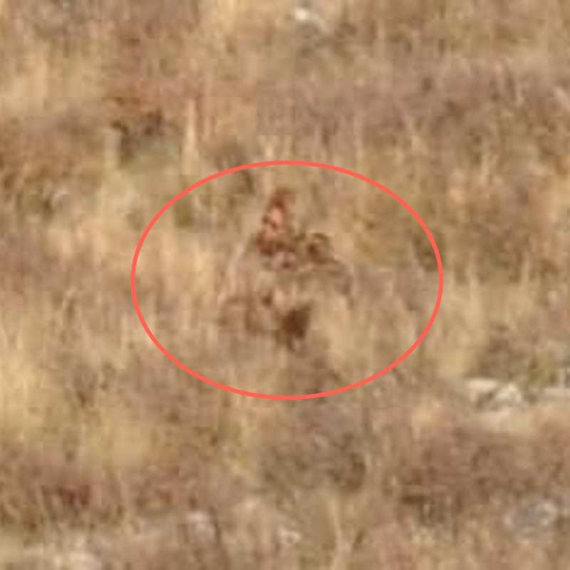 bigfoot