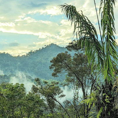 Cloud forest in Quito, Ecuador