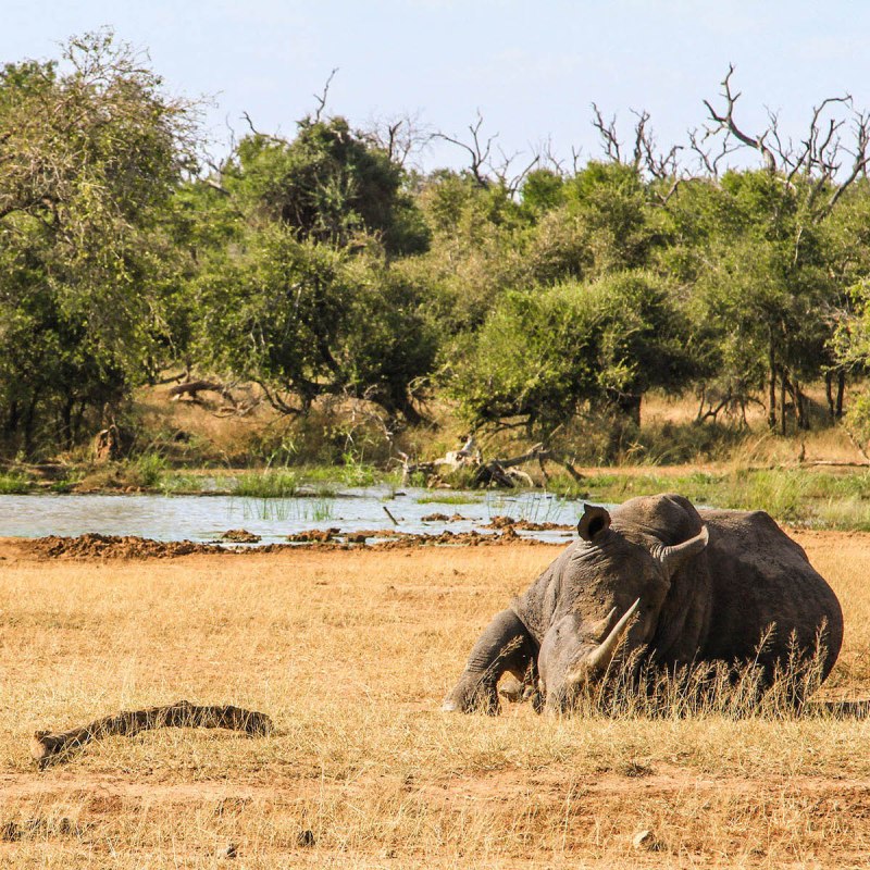 A rhino relaxing in Eswatini