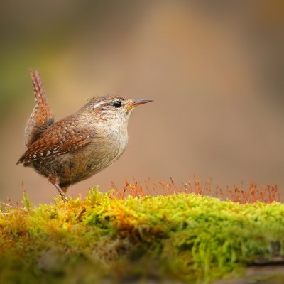 Little eurasian wren, troglodytes troglodyte, sitting on moss in autumn nature. Small brown bird resting on green branch from side. Wild feathered animal observing on bough with copy space.