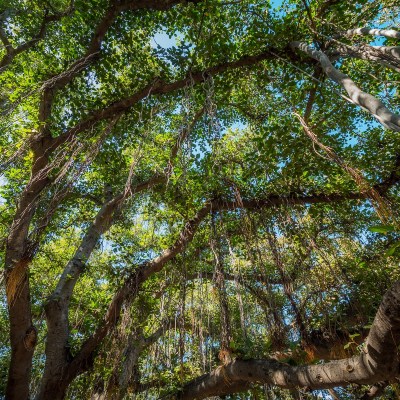 Lahaina's iconic Banyan Tree, the world's largest, on the west side of Maui