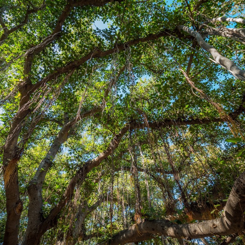 Lahaina's iconic Banyan Tree, the world's largest, on the west side of Maui