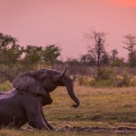 African bush elephant in the Okavango Delta, Botswana