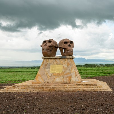 Skulls of Paranthropus at the Olduvai Gorge