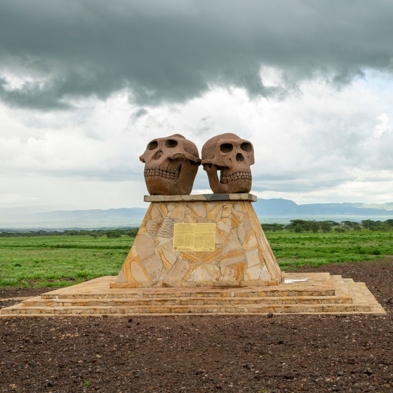 Skulls of Paranthropus at the Olduvai Gorge