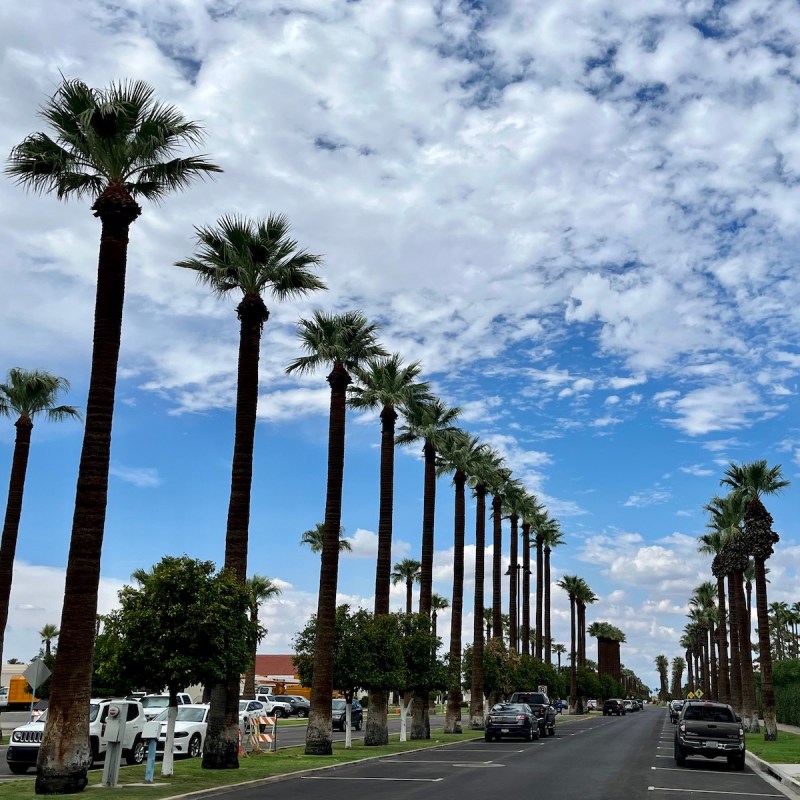 Old Litchfield Road palm trees