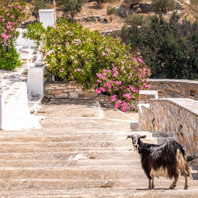 A goat outside Mycenaean Tholos Tomb at Agia Thekla
