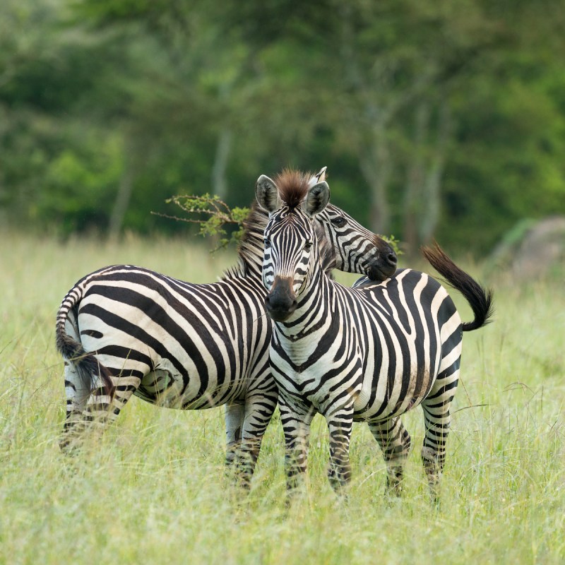 Zebras at Lake Mburo National Park in Uganda