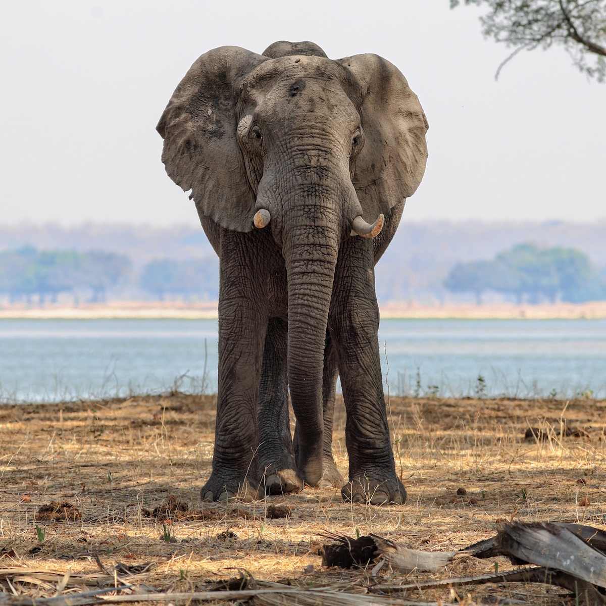 African elephant in Lower Zambezi National Park