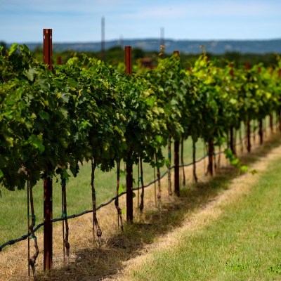 Vineyards in the Texas Hill Country