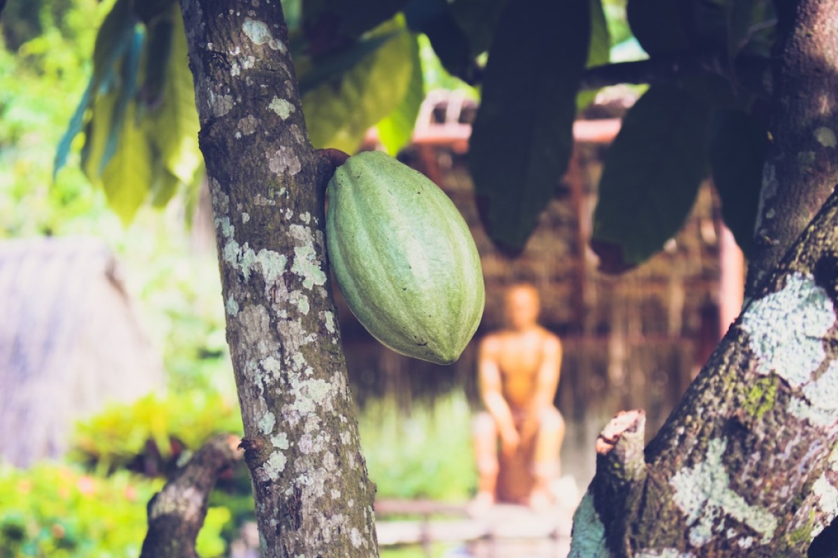 Cacao tree in the Caribbean